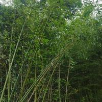 canne di bambu gratis 