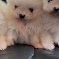Spitz Pomerania mini toy linea coreana