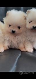 Spitz Pomerania mini toy linea coreana