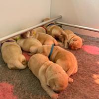 Cuccioli Labrador Retriver