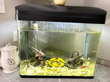 Acquario
