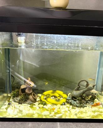 Acquario