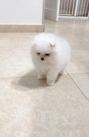 Spitz Mini Toy