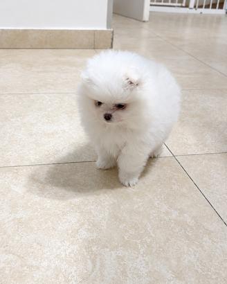 Spitz Mini Toy