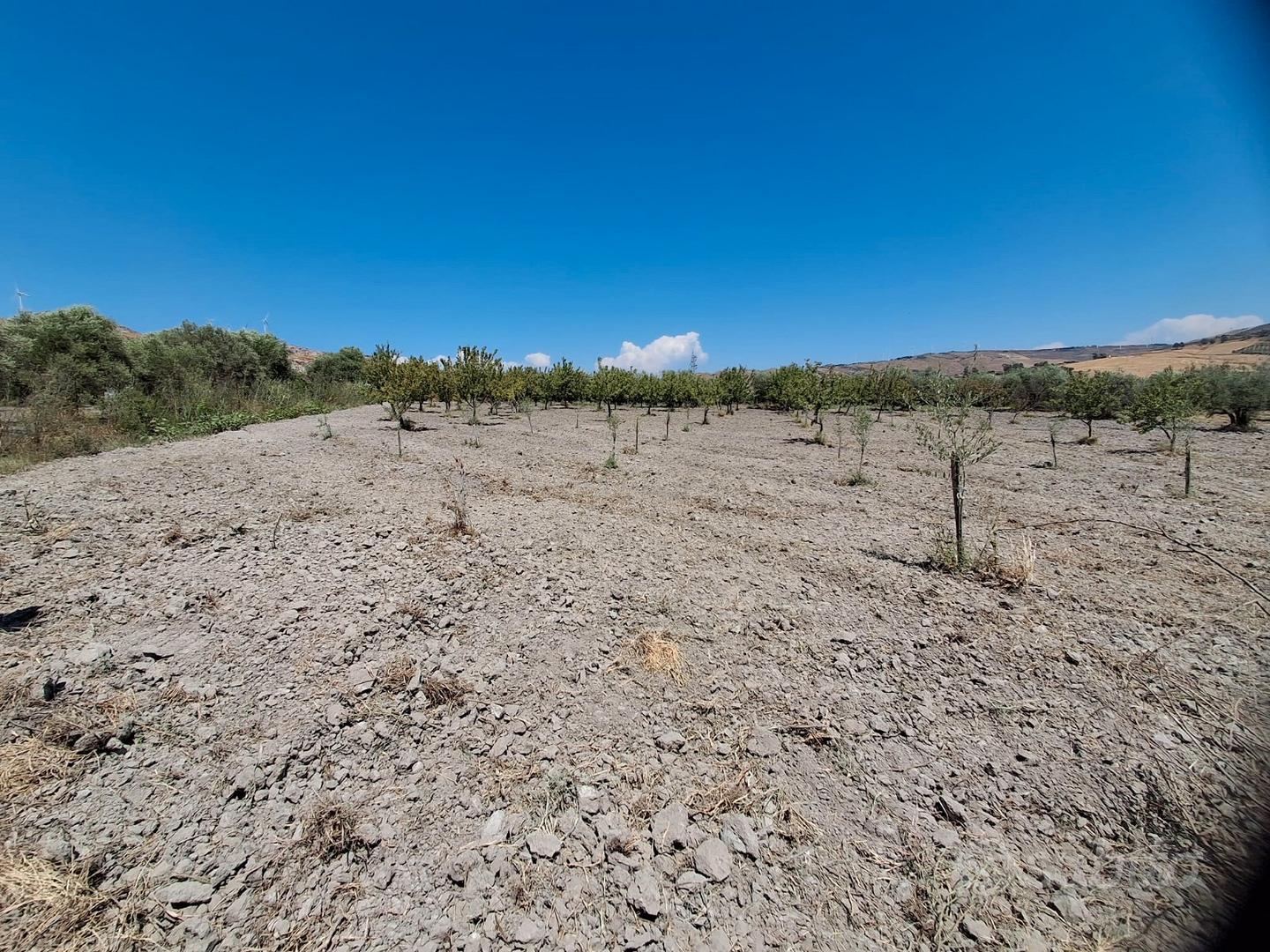 Terreno con ulivi e mandorli contrada Burraitotto - Vista 4