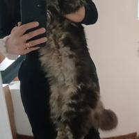 Maine Coon Cuccioli