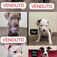 American Pitbull Terrier *puri