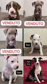 American Pitbull Terrier *puri