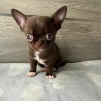 Cucciolo di chihuahua con pedigree