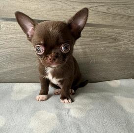 Cucciolo di chihuahua con pedigree
