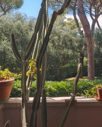Cactus Cereus 