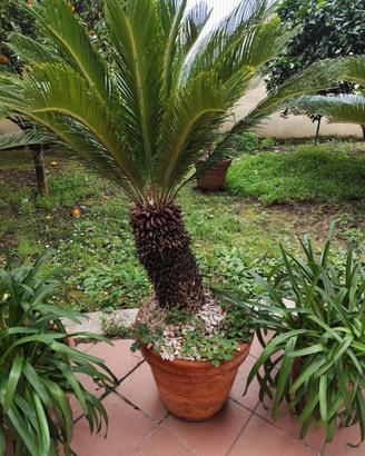 n.3 piante cicas  