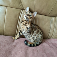 Bengala maschio 80 giorni Brown tabby spotted