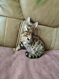 Bengala maschio 80 giorni Brown tabby spotted