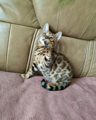 Bengala maschio 80 giorni Brown tabby spotted