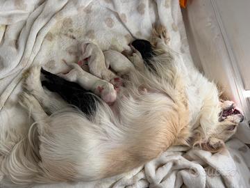 Sette chihuahua sono nati 2 giorni fa