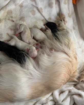 Sette chihuahua sono nati 2 giorni fa