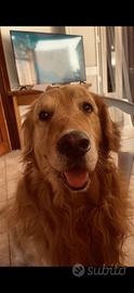 Golden retriever con pedigree per accoppiamento