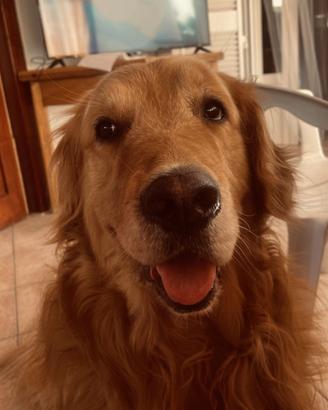 Golden retriever con pedigree per accoppiamento