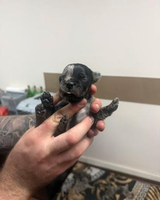 Bulldog francese femmina