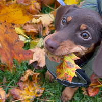 Bassotti kaninchen vari colori