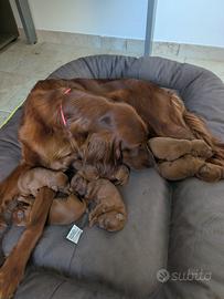 Cuccioli Setter Irlandese