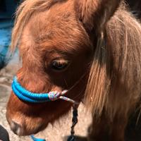 Miniature Horse maschio