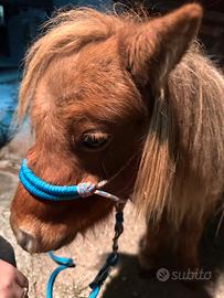 Miniature Horse maschio