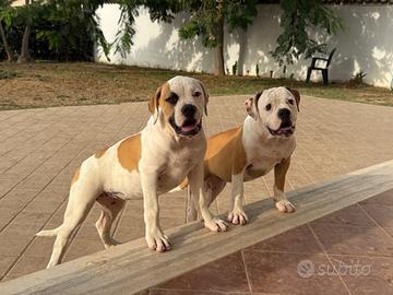 American bulldog 2 cucciole
