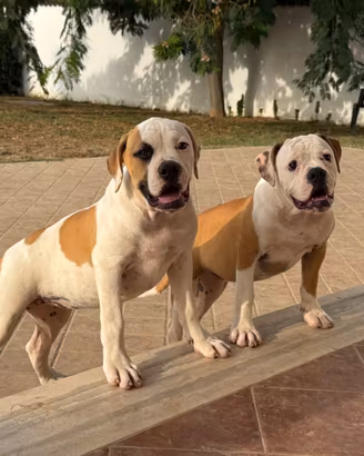 American bulldog 2 cucciole