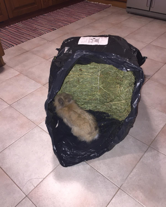 Fieno polifita naturale