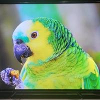 Smart TV 4k 55 pollici