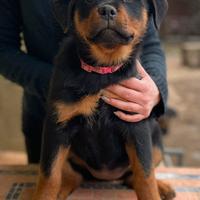 Cucciole rottweiler pedigree