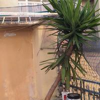 tronchetto della felicità 