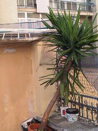 tronchetto della felicità 