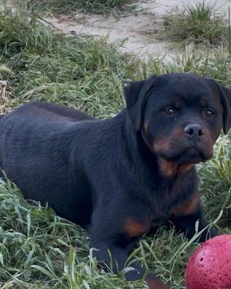 INTERESSANTE CUCCIOLONE maschio di ROTTWEILER