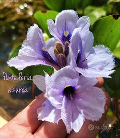 2 piante di Giacinto d'acqua