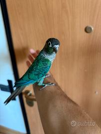 Pyrrhura Molinae allevato a mano