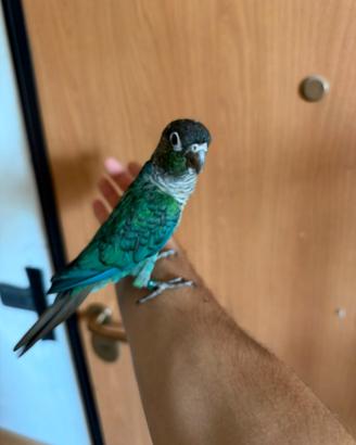 Pyrrhura Molinae allevato a mano