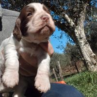 Working cocker cucciola tartufo