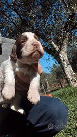 Working cocker cucciola tartufo