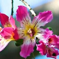 Corisia Speciosa, albero bottiglia Ceiba speciosa 