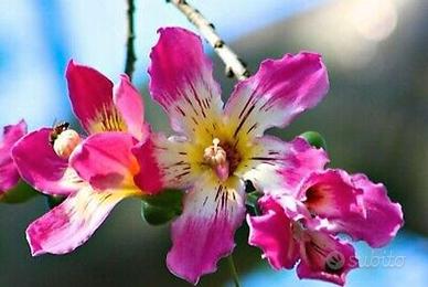 Corisia Speciosa, albero bottiglia Ceiba speciosa 