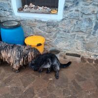 Cuccioli pastore bergamasco