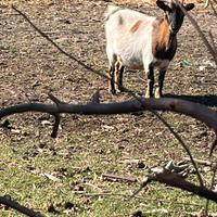 Caprette tibetane