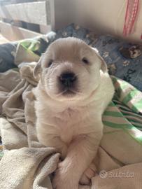 Cucciolo pastore abruzzese pura razza