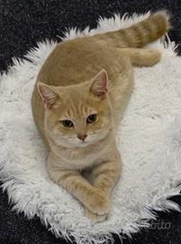 Cucciol di British Shorthair