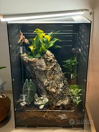 Geco ciliatus e terrario