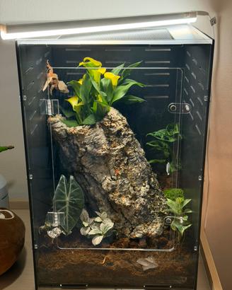 Geco ciliatus e terrario