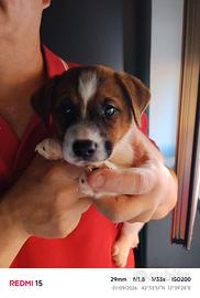 Jack Russell